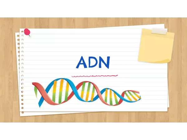 ADN. Descubrimiento. Estructura