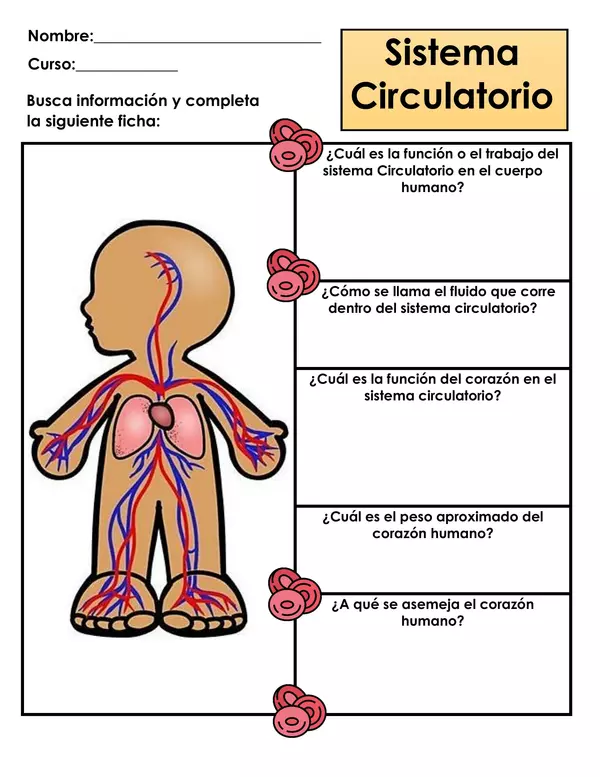 Guía de trabajo - Sistema circulatorio
