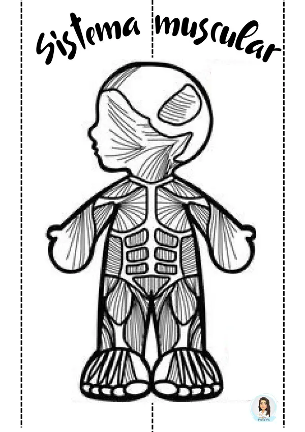 Sistemas del cuerpo humano