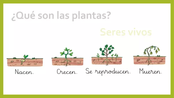Las plantas