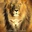 Leon BraCam - @leon.bracam