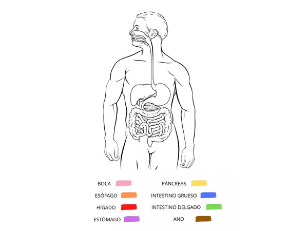 Sistema digestivo actividad
