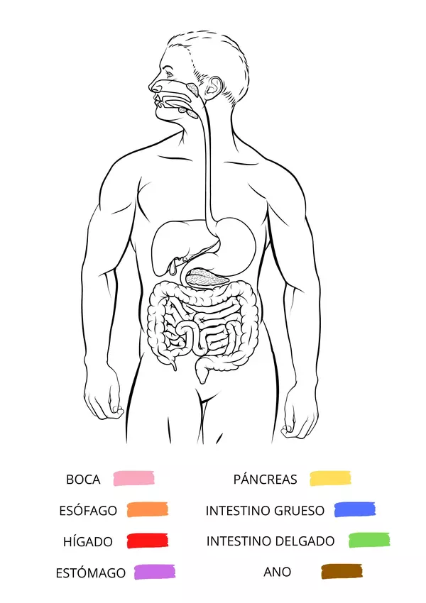 Sistema digestivo actividad