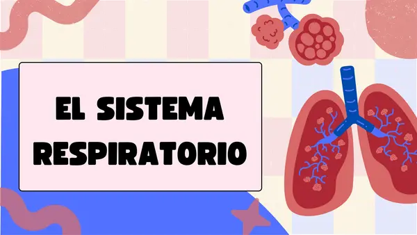 🌬️ Sistema Respiratorio: Presentación Interactiva | profe.social