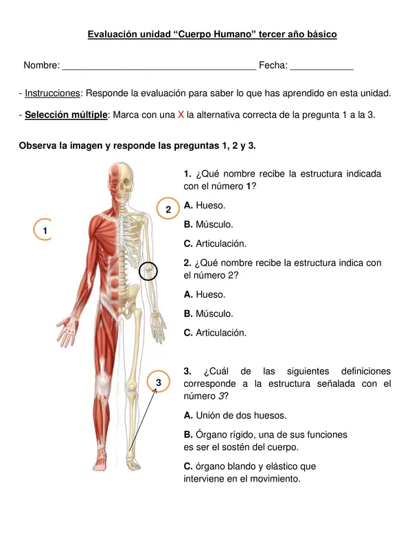 Evaluación " Cuerpo Humano" segundo año básico.