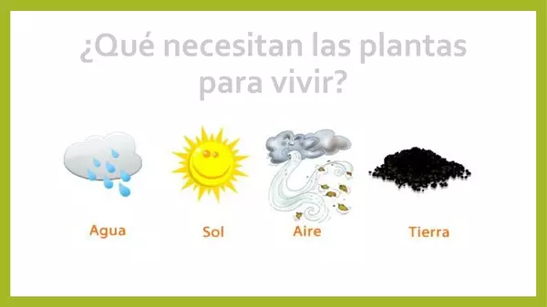 Las plantas