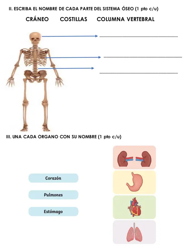 EVALUACIÓN CIENCIAS NATURALES SEGUNDO BÁSICA 