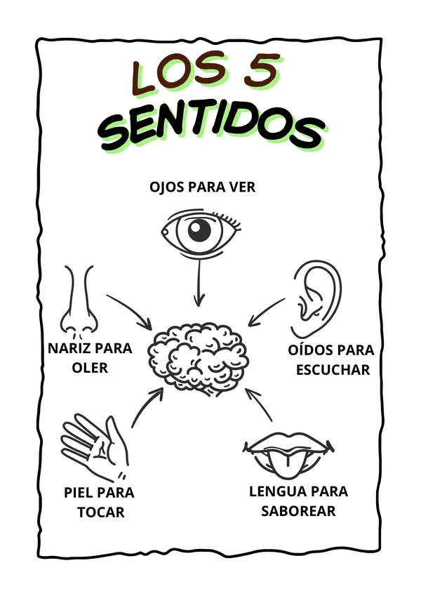 Los sentidos