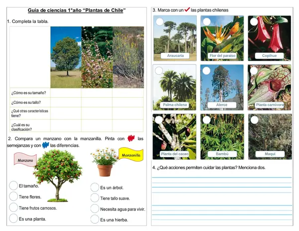 Guía de actividades 1° básico "Plantas de  Chile"