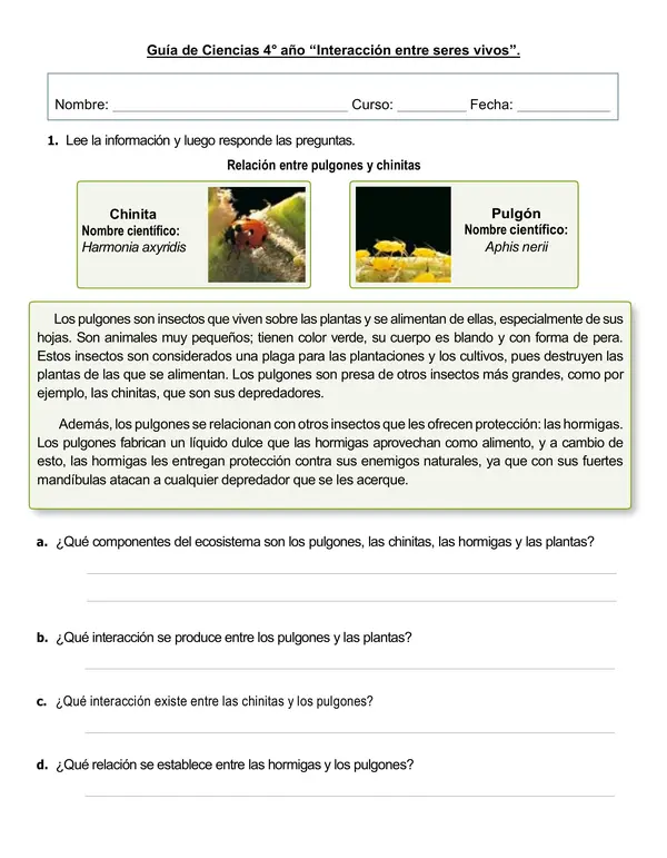Guía de ciencias 4°año "Relaciones entre seres vivos: Cadenas alimentarias"