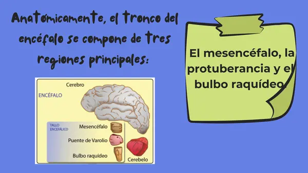 Tronco Encefálico