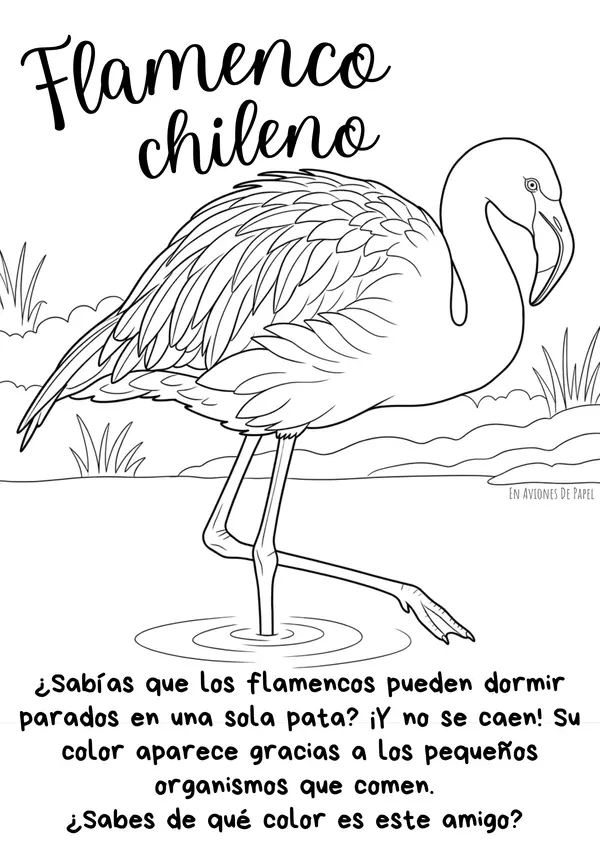Ilustraciones coloreables Aves de Chile 
