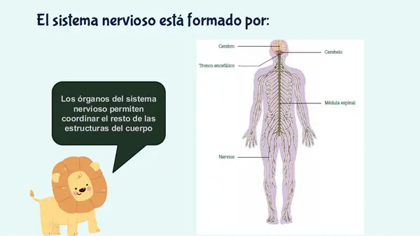 PPT EL SISTEMA NERVIOSO 