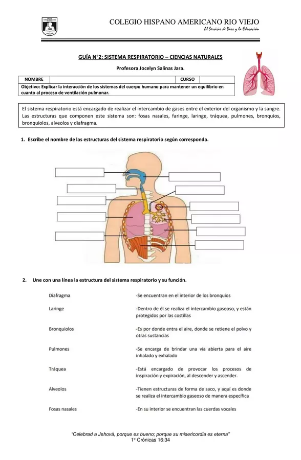 El sistema Respiratorio 