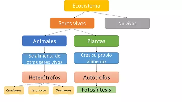 Productos y necesidades de la fotosíntesis