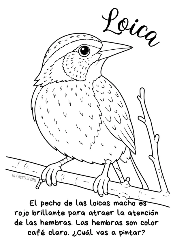Ilustraciones coloreables Aves de Chile 