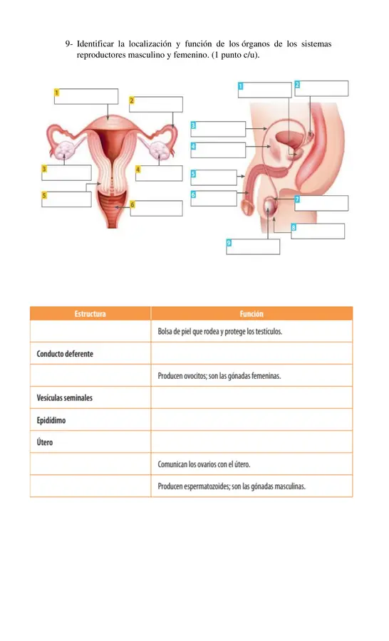 Evaluación de Aprendizaje Salud y Reproducción 