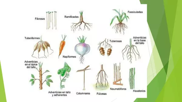presentacion tipos de raices, ciencias , primero basico