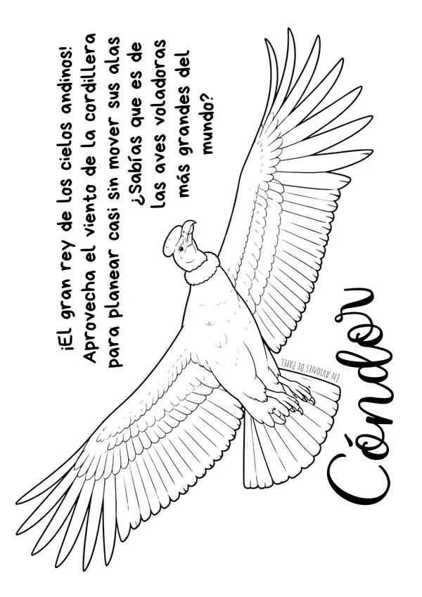 Ilustraciones coloreables Aves de Chile 
