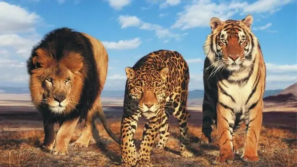 DESCRIPCION DE IMAGENES DE ANIMALES
