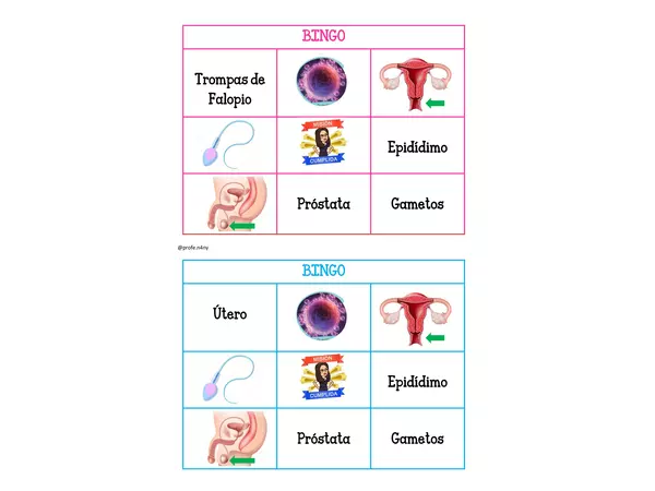 bingo sistema reproductor 