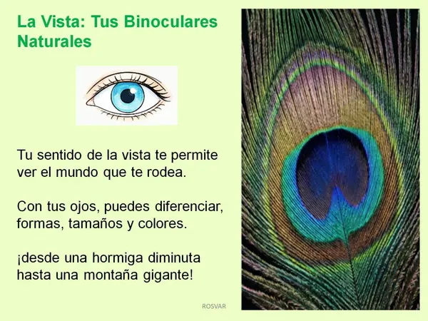 Ciencias Naturales - Los Sentidos - 1° y 2° Básico