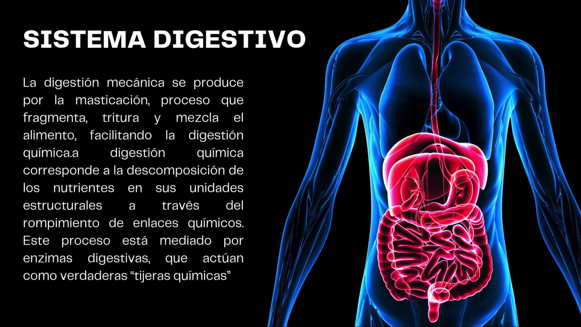 Presentación "sistema digestivo" Completo