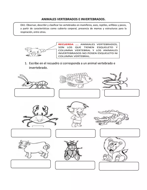 animales vertebrados e invertebrados 