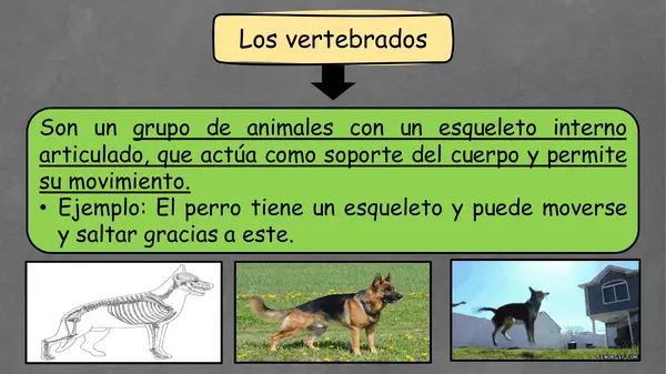 "PPT animales vertebrados"