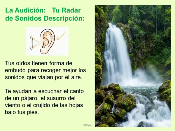 Ciencias Naturales - Los Sentidos - 1° y 2° Básico