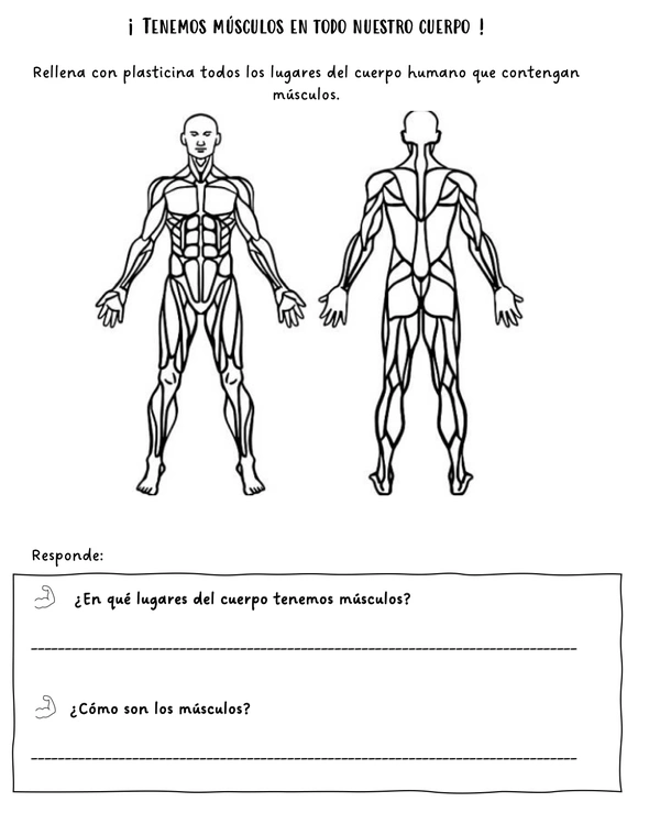 sistema. muscular 