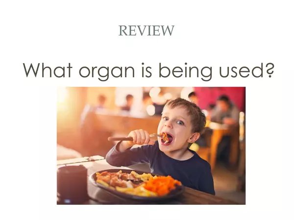 PPT Organs Human Body Review