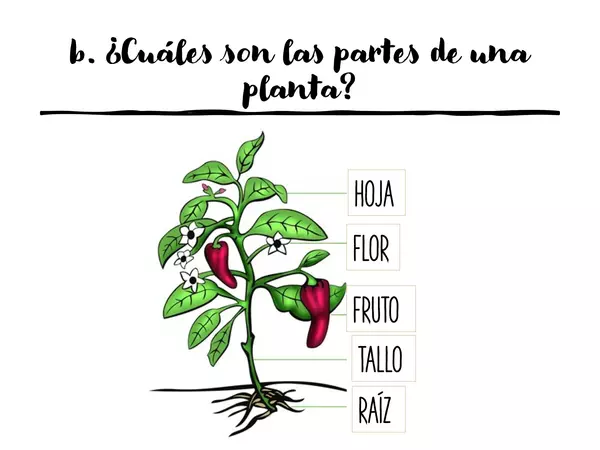 Importancia de las plantas