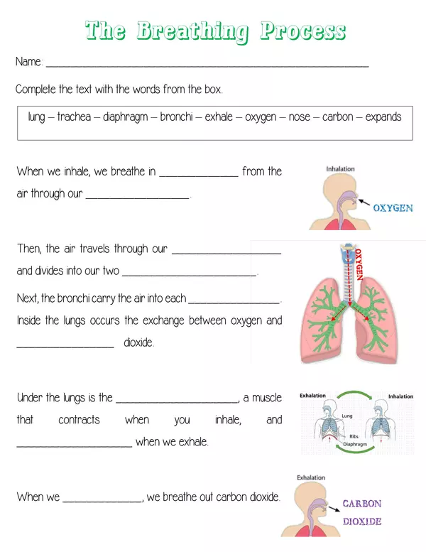 Breathing Process