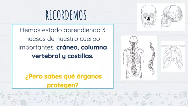 Huesos importantes del cuerpo: cráneo, costillas y columna vertebral