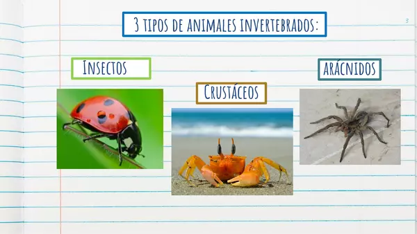 Power Point: animales invertebrados, los Crustáceos. 