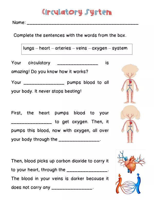 Circulatory System