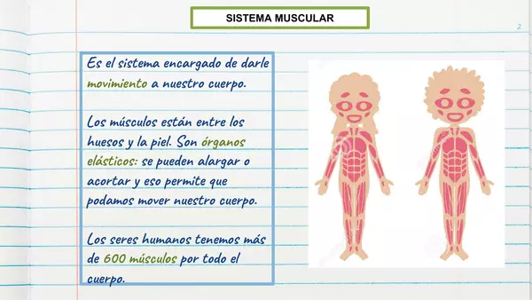 El sistema muscular