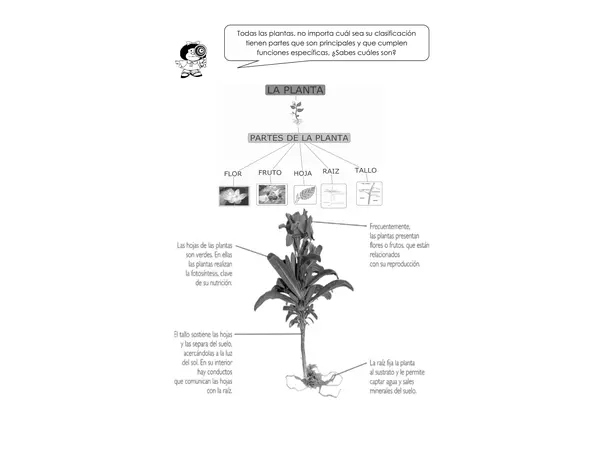 Guía de las plantas