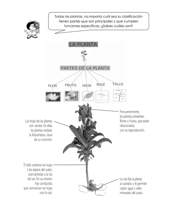 Guía de las plantas