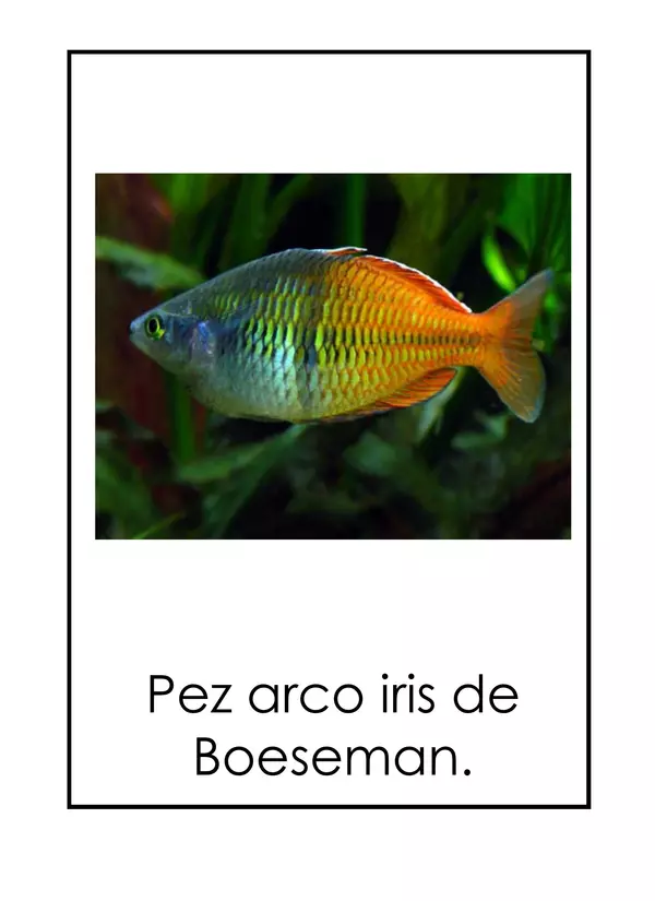 Flash Cards peces tropicales