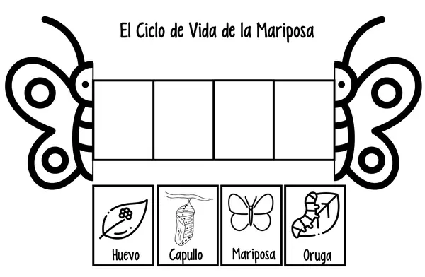 Actividad Ciclo de las Mariposas