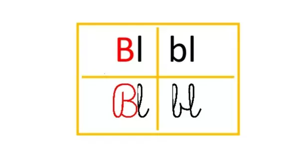 PowerPoint "Uso Br y BL"