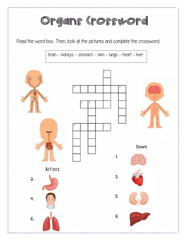 Organs Crossword