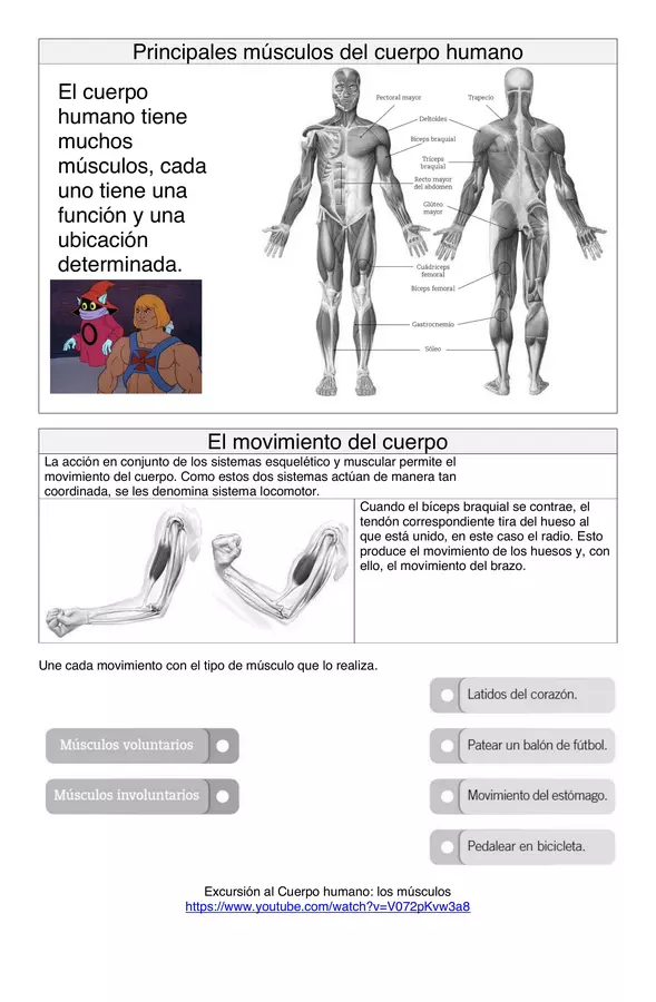 Guía de estudio y actividades el sistema muscular