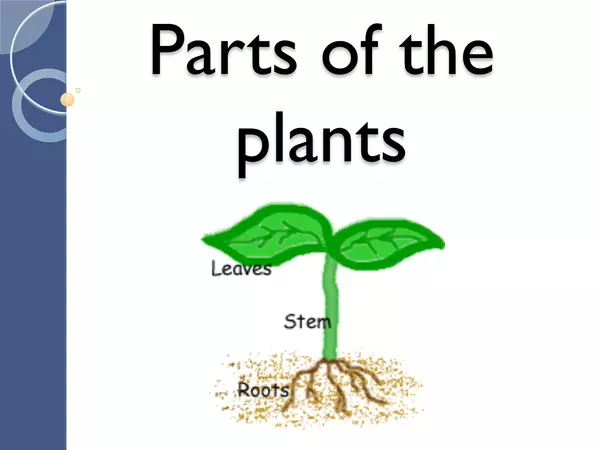 PPT Parts of a Plant