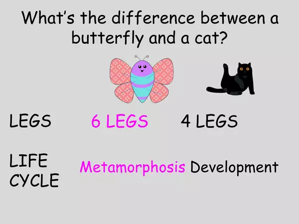 Vertebrate and Invertebrate Animals