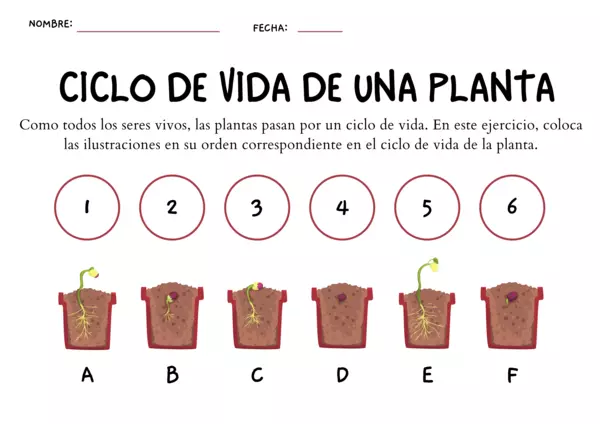 Ficha de actividades para Ciencias Naturales "Ciclo de vida de la planta"