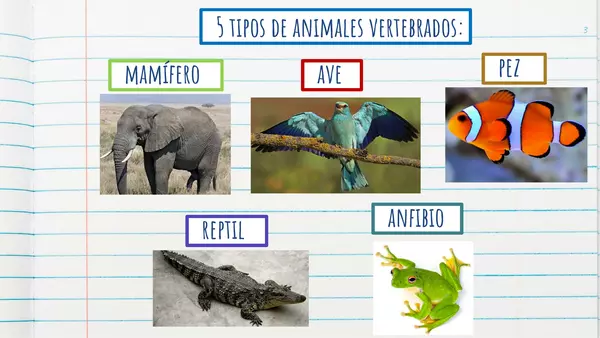 Power Point: animales vertebrados, los anfibios.