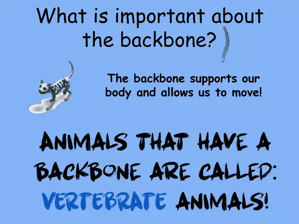 Vertebrate and Invertebrate Animals